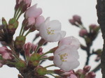 紅屋HP用 431.jpg